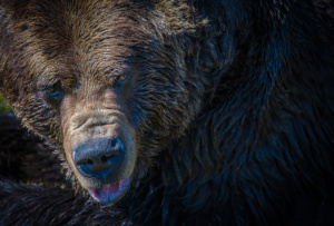 A Grizzly bear Just out of hibernation. ©nickdidlick