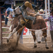 Steer riding at the 101st Falkland Rodeo. ©nickdidlick