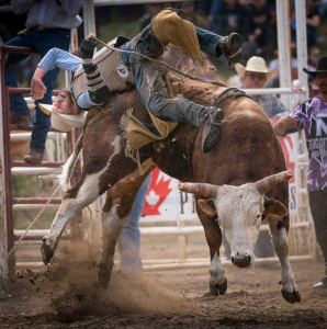 Steer riding at the 101st Falkland Rodeo. ©nickdidlick